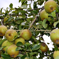 Груша "ГВИДОН" (КРУПНОМЕР! КРУПНОЕ, МОЩНОЕ ДЕРЕВО, ЦВЕТЁТ В ГОД ПОСАДКИ, ЧАСТО И ПЛОДОНОСИТ В ГОД ПОСАДКИ!) Груша "ГВИДОН" (КРУПНОМЕР! КРУПНОЕ, МОЩНОЕ ДЕРЕВО, ЦВЕТЁТ В ГОД ПОСАДКИ, ЧАСТО И ПЛОДОНОСИТ В ГОД ПОСАДКИ!)